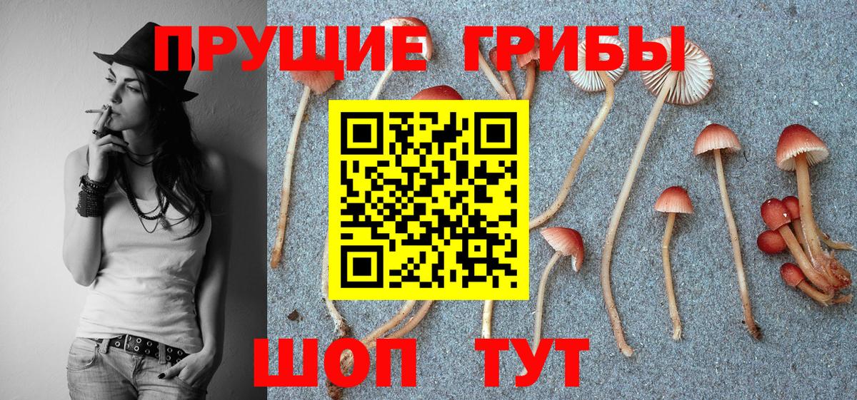 Бугуруслан  Псилоцибиновые грибы MAGIC MUSHROOMS  Вход с VPN  Псилоцибиновые грибы GOLDEN TEACHER 